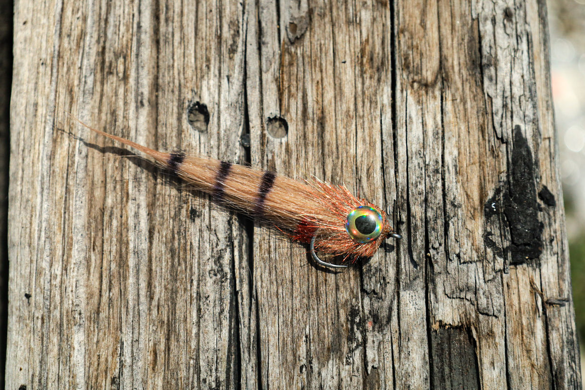 Backwater Baitfish
