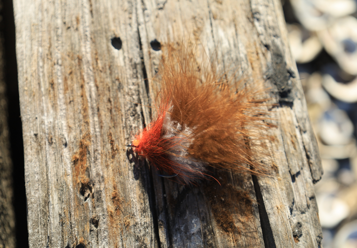 BC Road Toad (Brown)