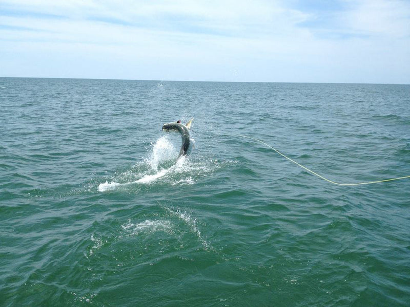 Saltwater Fly Fishing Coast Fly Company