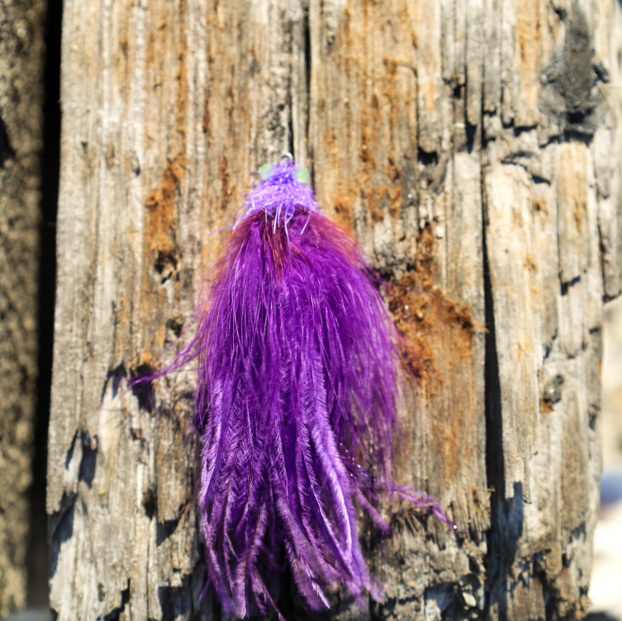 BC Root Scooter Purple