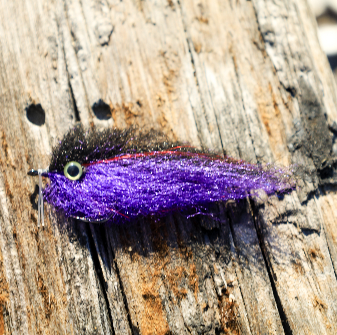 EP PEANUT BUTTER - BLACK / PURPLE